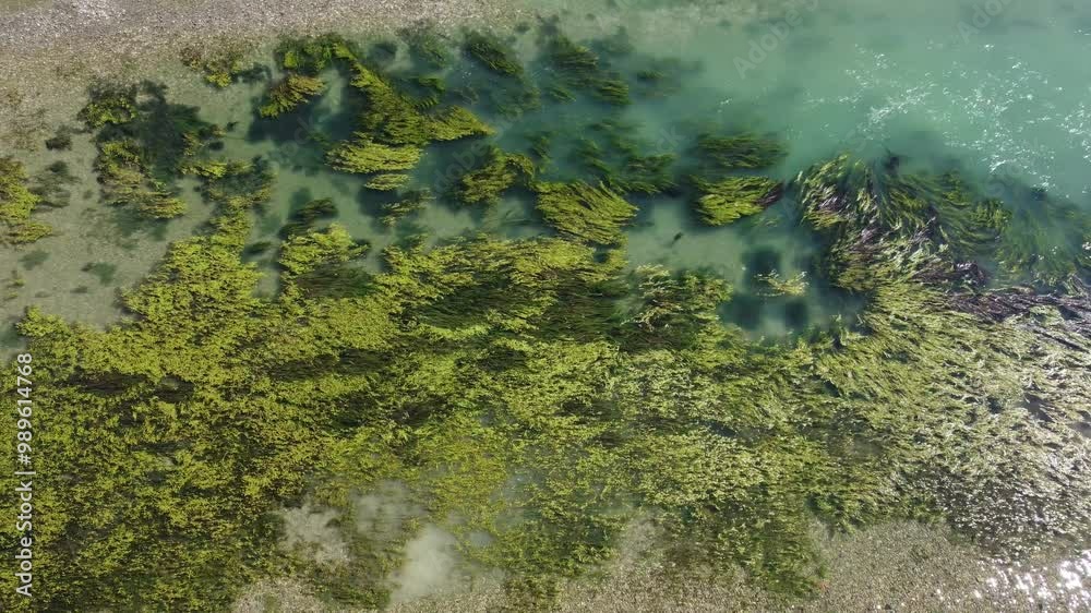 Grass in the river, aerial drone view. Vegetation in the water. Grass in the river, aerial drone view. Vegetation in the water.