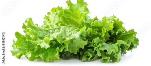 Salad Leaf Lettuce Isolated On White Background