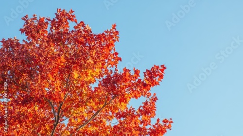 A close-up of a vibrant maple tree in autumn, showcasing its brilliant red and orange leaves against a clear blue sky, capturing the beauty of seasonal change.