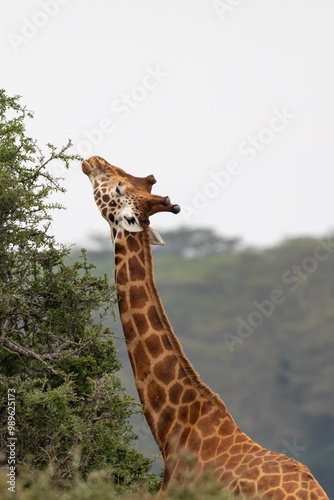 Rothschilds giraffe (Giraffa camelopardalis camelopardalis) feeding from a tree photo