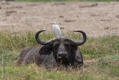 western cattle egret (Ardea ibis) sitting on an African buffalo (Syncerus caffer) photo