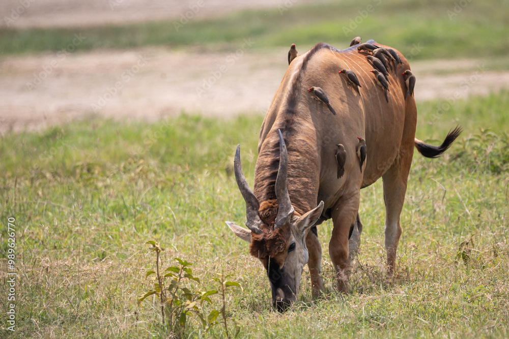 Obraz premium Red-billed oxpecker (Buphagus erythrorhynchus) riding on common eland (Taurotragus oryx)