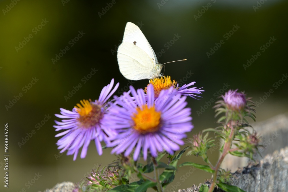 A Cabbage White butterfly (Pieris Rapae) rests on a purple New England Aster (Purple Daisy) in a garden in Southern Ontario on a warm summer day. A Cabbage White butterfly (Pieris Rapae) rests on a purple New England Aster (Purple Daisy) in a garden in Southern Ontario on a warm summer day.