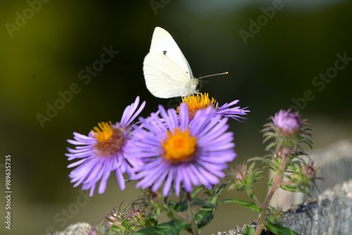 A Cabbage White butterfly (Pieris Rapae) rests on a purple New England Aster (Purple Daisy) in a garden in Southern Ontario on a warm summer day.