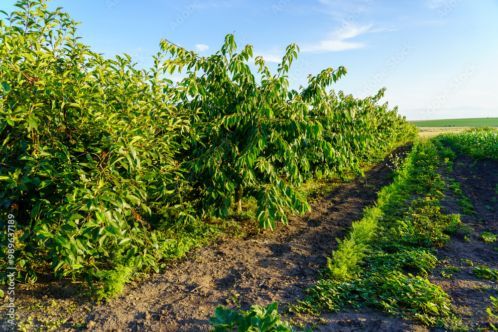 Naklejka premium A field of green trees with a dirt path in between