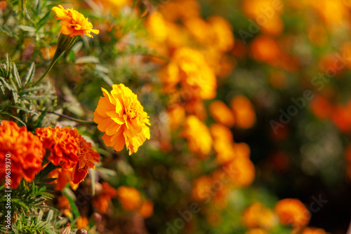 Fototapeta Naklejka Na Ścianę i Meble -  A field of orange flowers with a bright sun shining on them