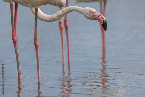 Greater Flamingo (phoenicopterus roseus) flock on marsh on Jully 12, 2024 in Ornithological Park of Pont de Gau, Camargue, France.