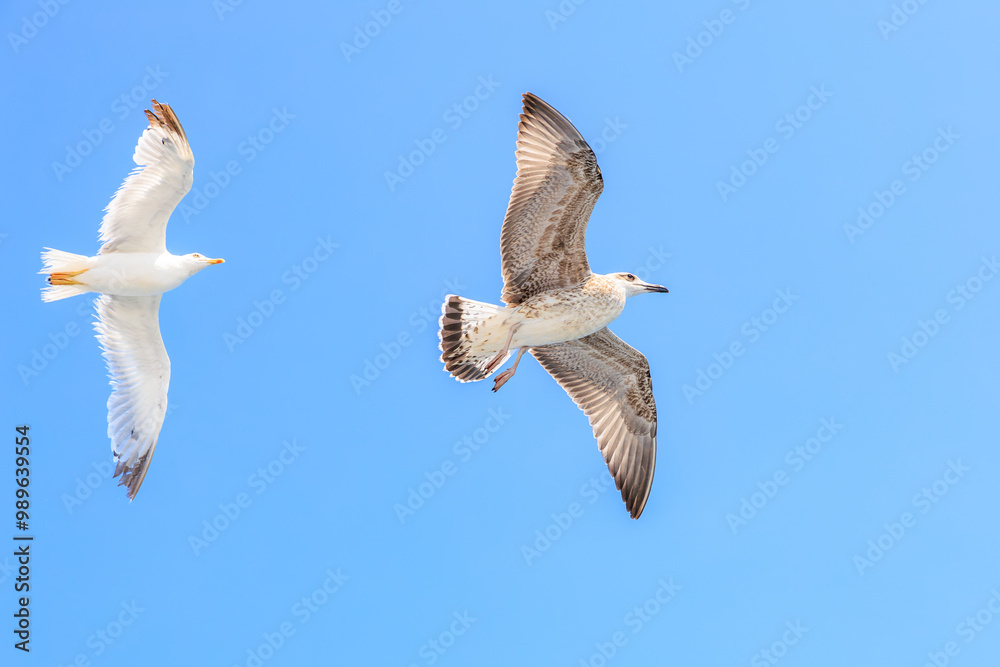 Obraz premium Two seagulls flying in the sky