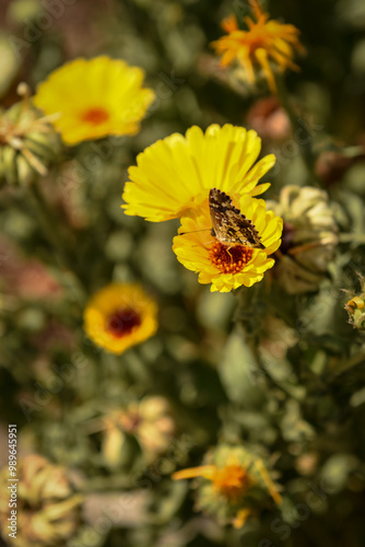 Mariposa y la flor