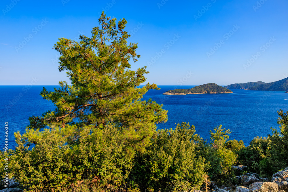 Obraz premium A tree is growing near the ocean