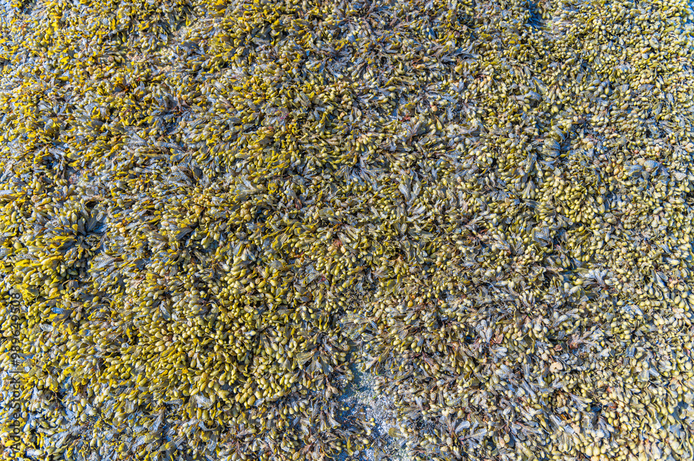 Detail of the ecosystem on the seashore Detail of the ecosystem on the seashore