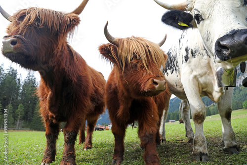 Weibliches rotes Schottisches Hochlandrind mit Kalb und ein Pustertaler Schecken zusammen auf einer Wiese photo