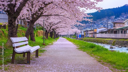 Serene Cherry Blossom Path in Japan photo