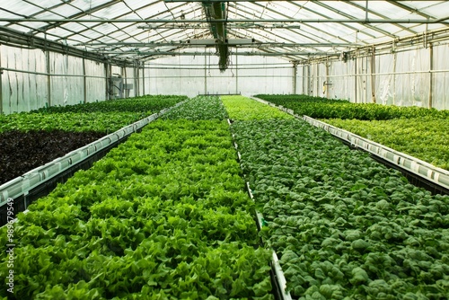 Lush greenery fills a large greenhouse, showcasing diverse varieties of lettuce and leafy greens thriving indoors. photo