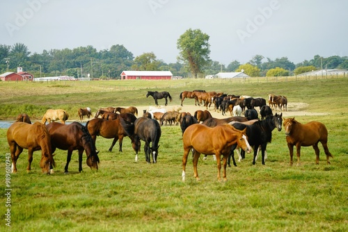 herd of horses