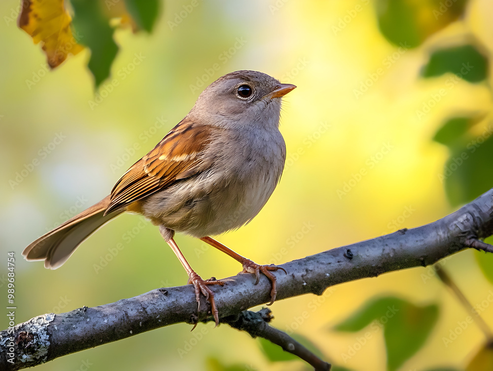 Fototapeta premium A small bird perched on a tree branch.