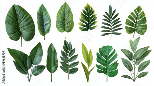 The leaves of various tropical plants are isolated on white background in various shades of green