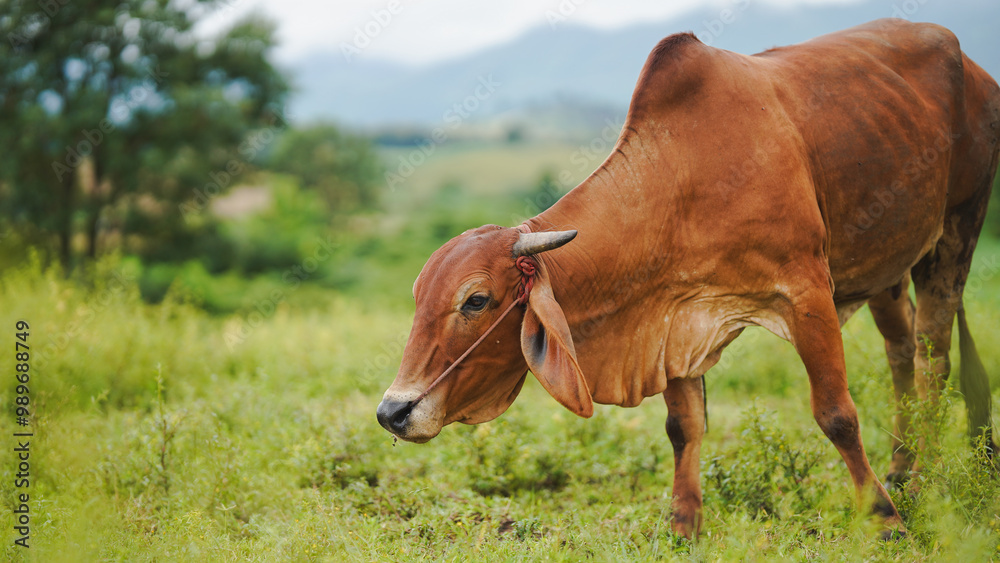 Obraz premium A brown cow grazing peacefully in a lush green field with mountains in the background, showcasing the beauty of rural life and nature's tranquility.
