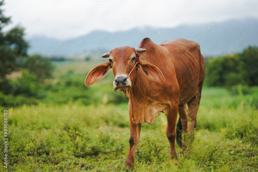 A brown cow walking gracefully through a lush green pasture with mountains in the background, evoking a sense of tranquility and rural beauty. A brown cow walking gracefully through a lush green pasture with mountains in the background, evoking a sense of tranquility and rural beauty.