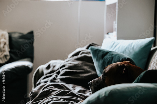 Εκτύπωση καμβά Sad dog waiting for owner to come home