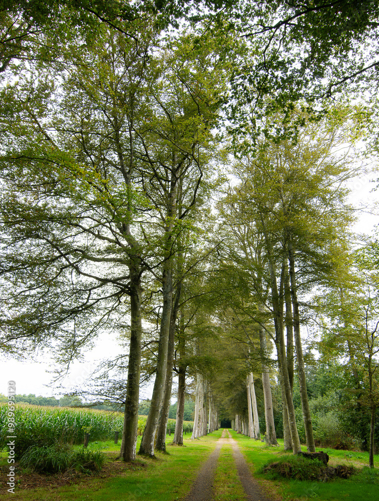 Obraz premium Magnifique allée de hêtres en Bretagne
