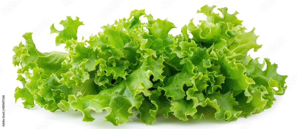Obraz premium Salad Leaf Lettuce Isolated On White Background