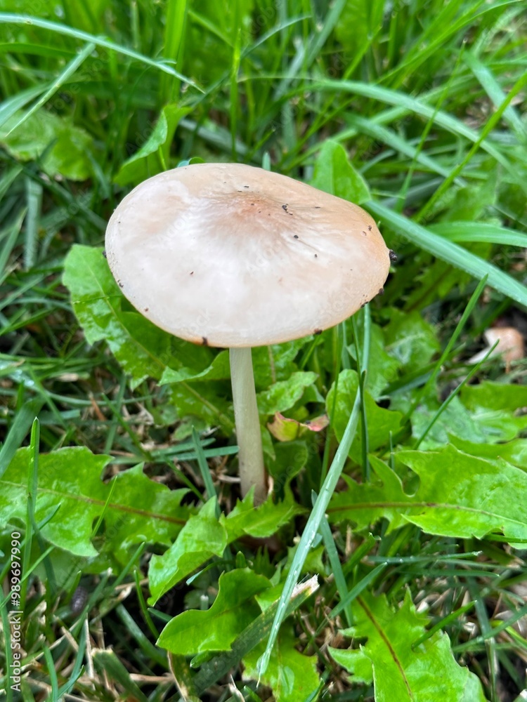Mushroom in nature