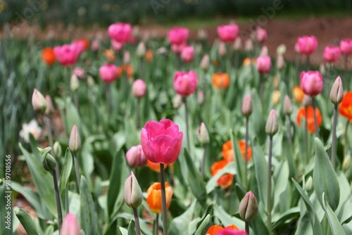 Colorful Flower Gardens Landscape Beautiful Plants 