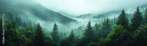 Misty fir forest with soft morning light filtering through the fog