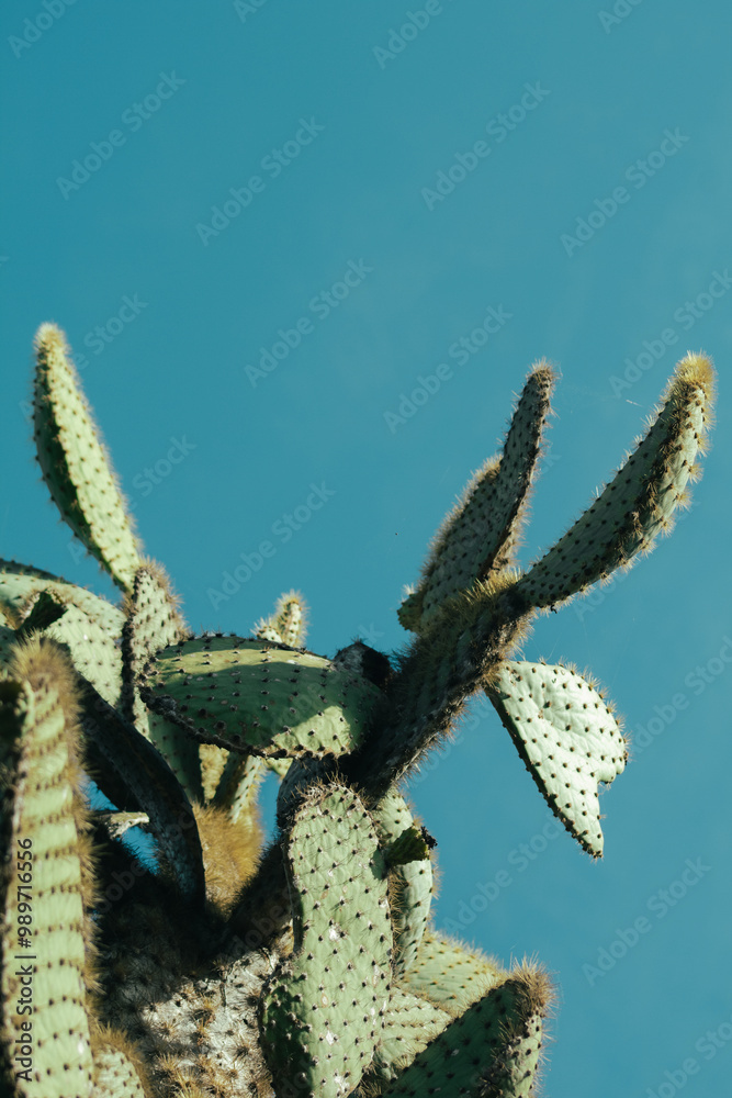 Naklejka premium Endemic Encounters: Galápagos Wildlife