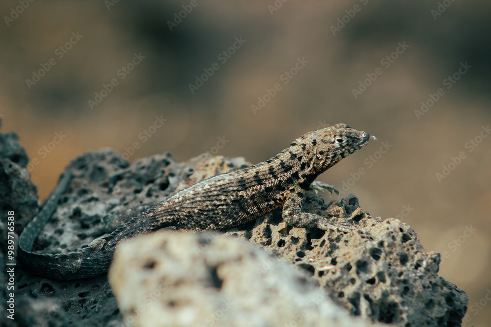 Endemic Encounters: Galápagos Wildlife Endemic Encounters: Galápagos Wildlife