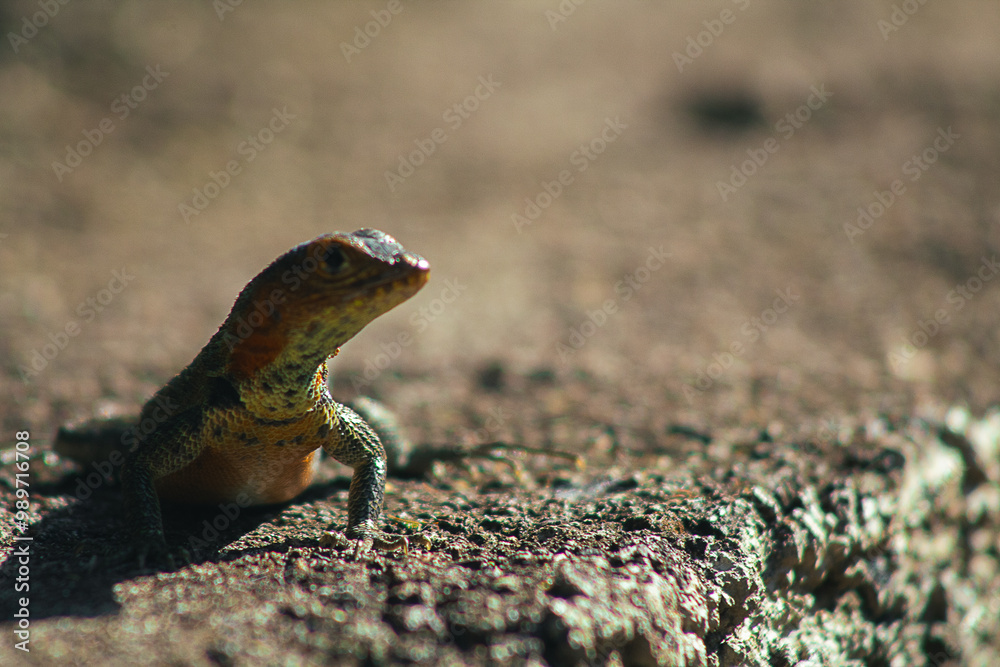 Endemic Encounters: Galápagos Wildlife Endemic Encounters: Galápagos Wildlife