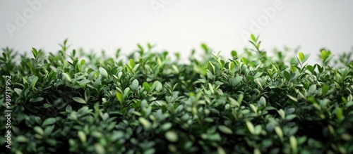 Closeup of Lush Green Foliage Against a White Background