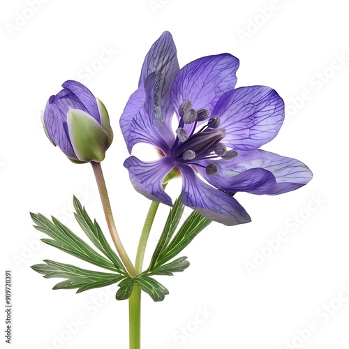 Christmas aconite Flower isolated on white background. photo