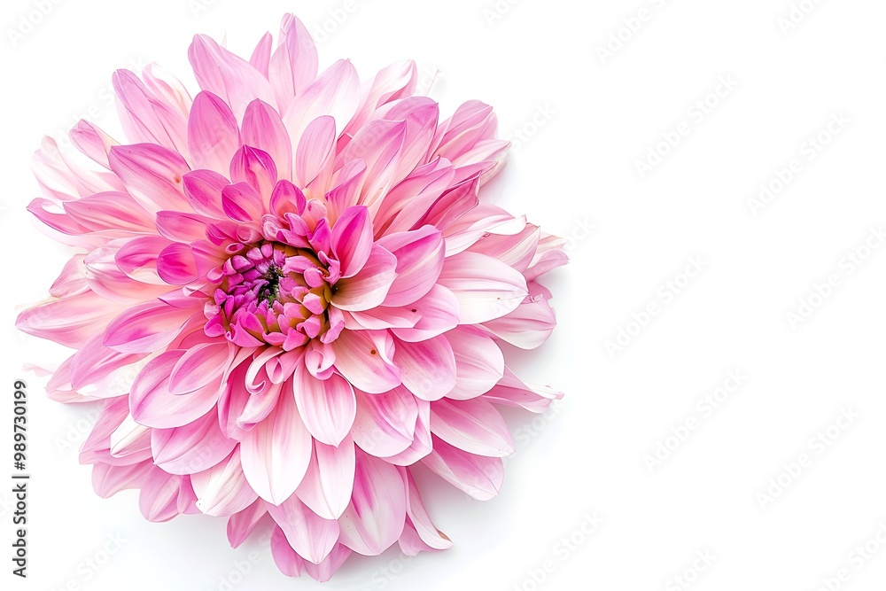 Everlasting Flower isolated on white background. Everlasting Flower isolated on white background.
