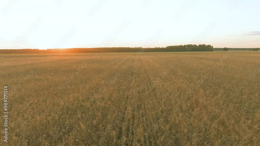 Ripening ears of yellow wheat field at sunset. Aerial evening rural landscape. Ripening ears of yellow wheat field at sunset. Aerial evening rural landscape.
