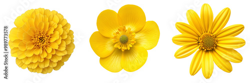A set of mixed yellow flowers  isolated on a transparent background