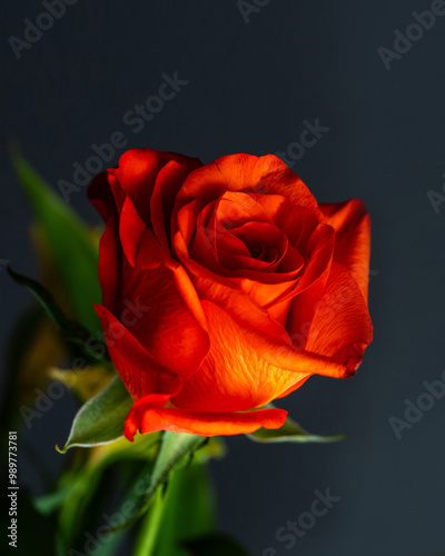 バラ　ばら　薔薇