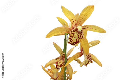 Yellow orchid flowers blooming with branches isolated on transparent background.