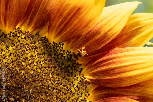 Картината върху платно An ambush bug waits patiently camouflaged in a sunflower.
