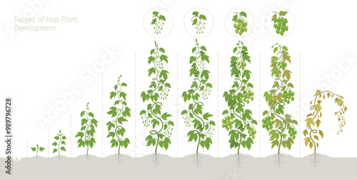 Stages of Hops Growth phenological stages. The life cycle. Vector illustration.