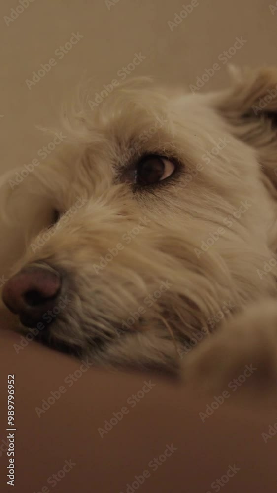 Vertical video of sleepy dog trying to sleep on sofa at home Vertical video of sleepy dog trying to sleep on sofa at home