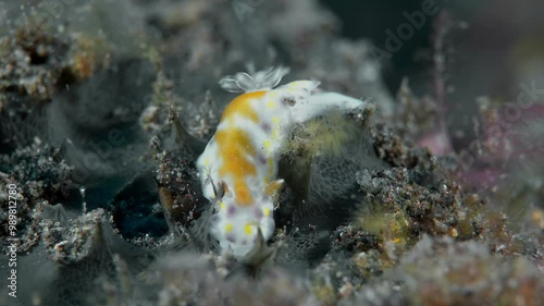 A spotted nudibranch sits on a sea sponge among algae and feeds. Orange-Spotted Nudibranch (Goniobranchus rufomaculatus) 30 mm. ID: white gills. photo