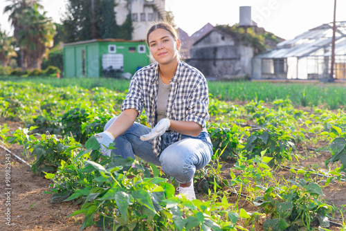 Woman works on plantation and performs work on care and cultivation of edible crops, beans, peppers, peas. Subsidiary farm, mini farm, supply of greens from vegetables from manufacturer