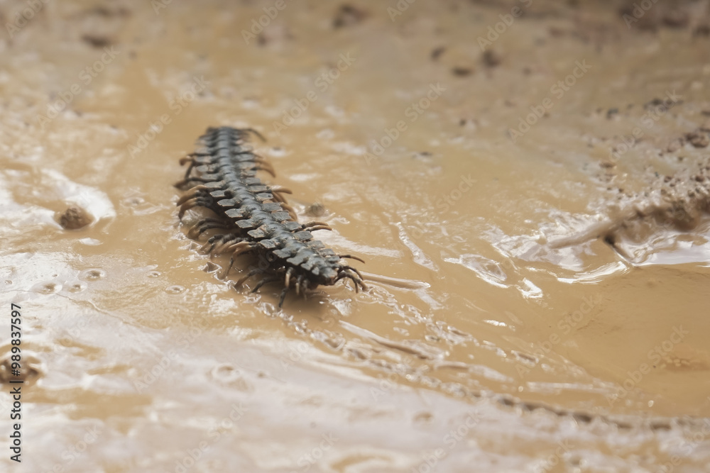 view of tractor millipede aka cross over the mud view of tractor millipede aka cross over the mud
