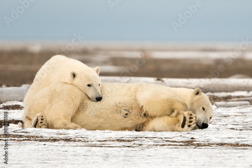 Polar bear mother with cub (ursus maritimus), Kaktovik, Barter Island, Alaska, North America, USA photo