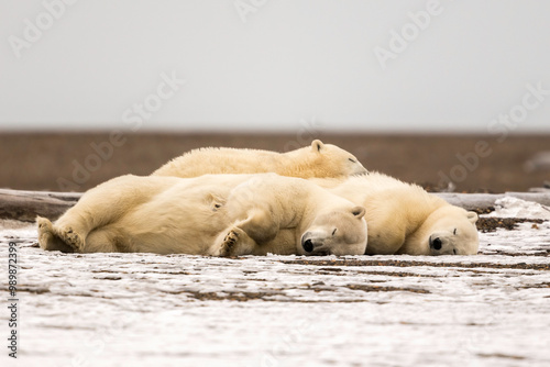 Polar bear family (ursus maritimus), Kaktovik, Barter Island, Alaska, North America, USA photo