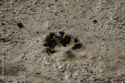 Dog's paw print in dirt clay, shadows in imprint, well lit