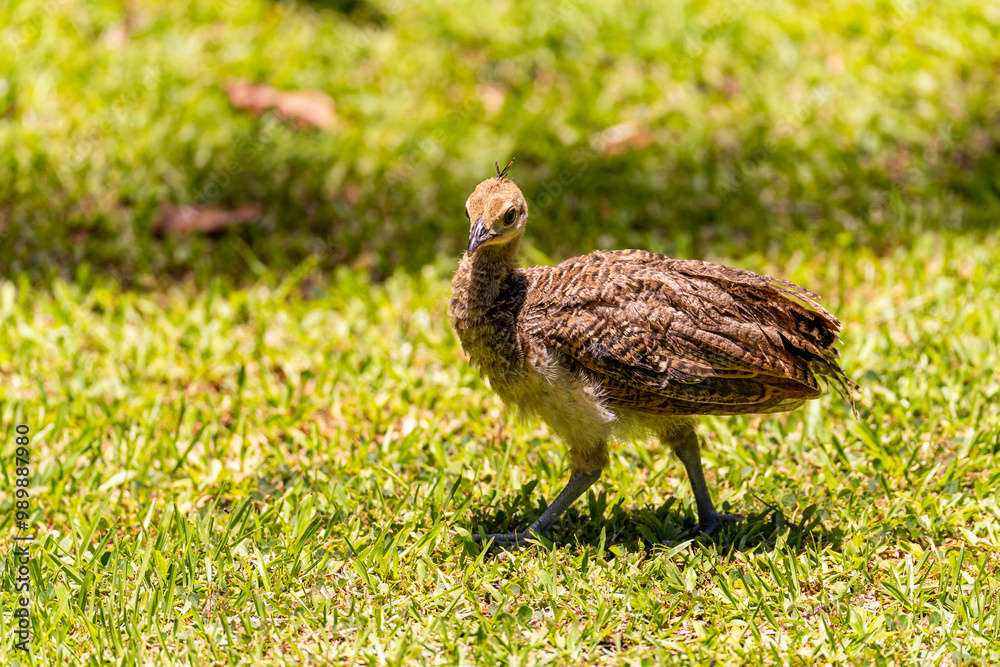 Wild turkey chick (Meleagris Gallopavo) Wild turkey chick (Meleagris Gallopavo)