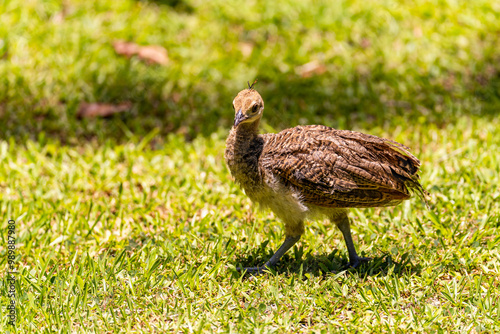 Wild turkey chick (Meleagris Gallopavo)